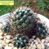 Mammillaria _duoformis 'erythrocalix' _07